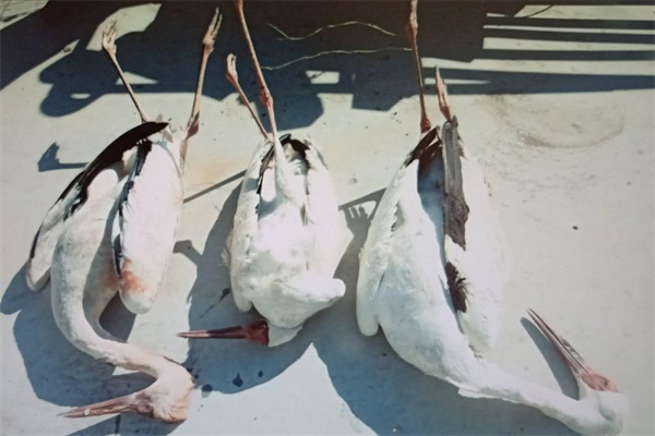 97622��������Ʒ��,����Ұ������׷��,��������׷����,����׷����