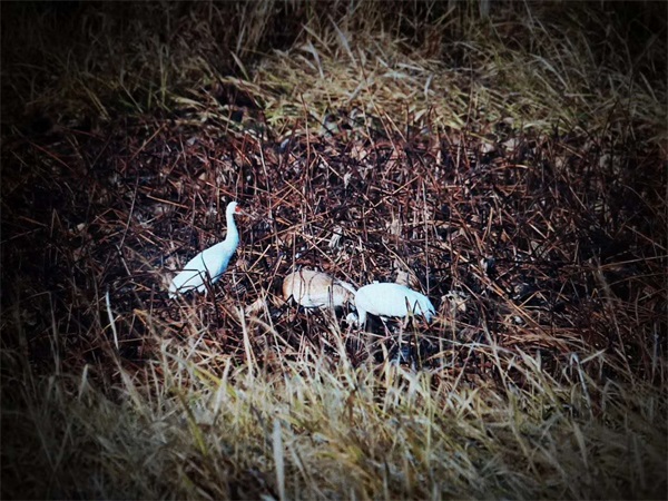 97622��������Ʒ��,����Ұ������׷��,��������׷����,����׷����