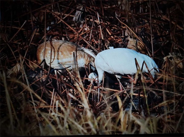 97622��������Ʒ��,����Ұ������׷��,��������׷����,����׷����