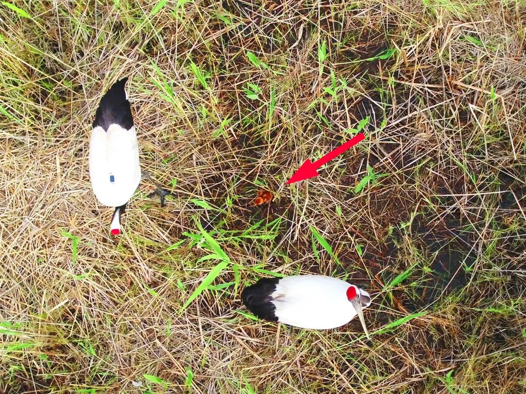 97622��������Ʒ��,����Ұ������׷��,��������׷����,����׷����