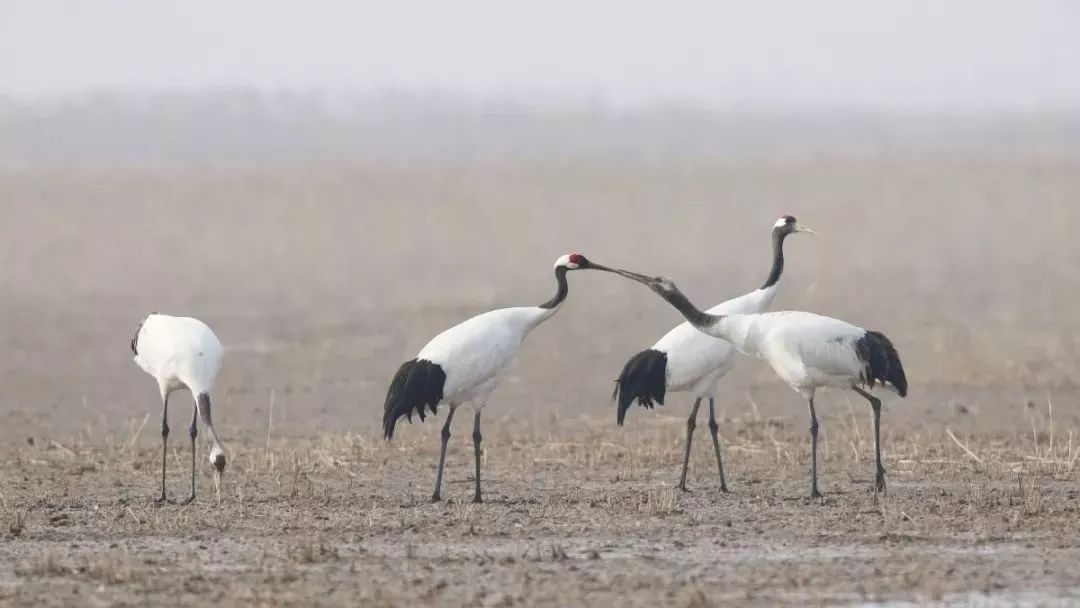 97622��������Ʒ��,����Ұ������׷��,��������׷����,����׷����