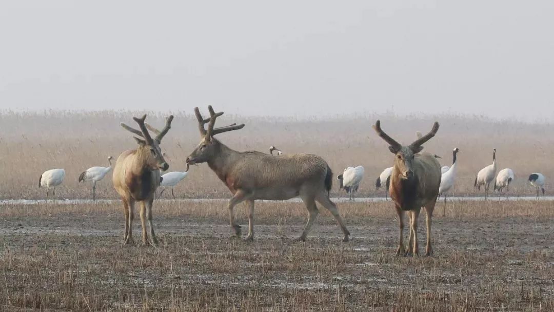 97622��������Ʒ��,����Ұ������׷��,��������׷����,����׷����