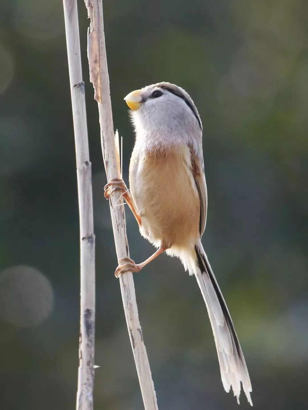 97622��������Ʒ��,����Ұ������׷��,��������׷����,����׷����