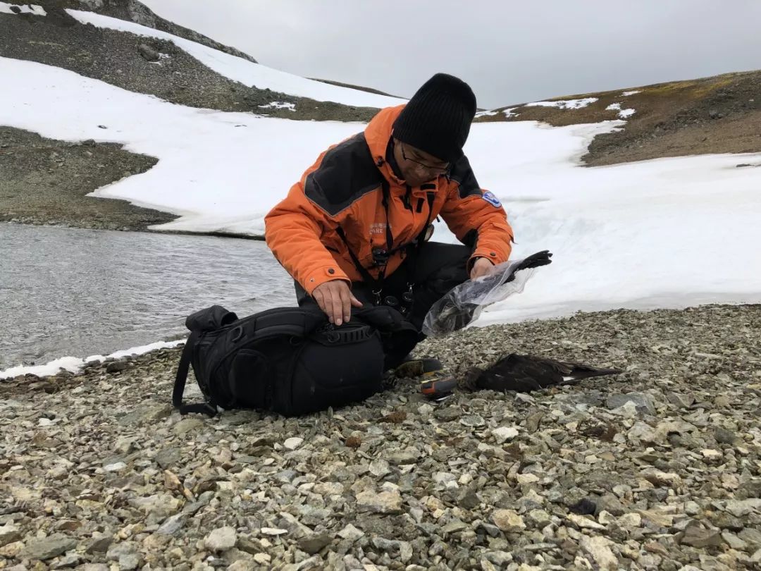 97622¹ú¼ÊÖÁ×ðÆ·ÅÆ,ºþÄÏÒ°Éú¶¯Îï×·×Ù,ºþÄÏÎÀÐÇ×·×ÙÆ÷,ºþÄÏ×·×ÙÆ÷ 97622¹ú¼ÊÖÁ×ðÆ·ÅÆ,ºþÄÏÒ°Éú¶¯Îï×·×Ù,ºþÄÏÎÀÐÇ×·×ÙÆ÷,ºþÄÏ×·×ÙÆ÷