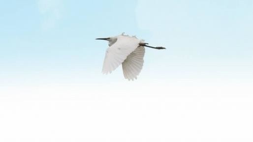 97622��������Ʒ��,����Ұ������׷��,��������׷����,����׷����