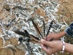 97622��������Ʒ��,����Ұ������׷��,��������׷����,����׷����