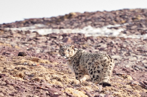 97622��������Ʒ��,����Ұ������׷��,��������׷����,����׷����