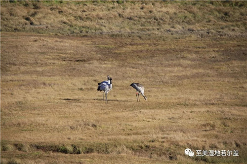 97622��������Ʒ��,����Ұ������׷��,��������׷����,����׷����