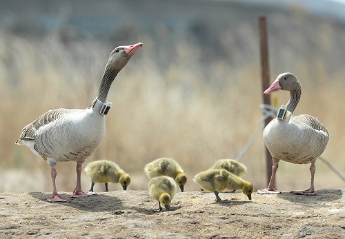 97622��������Ʒ��,����Ұ������׷��,��������׷����,����׷����