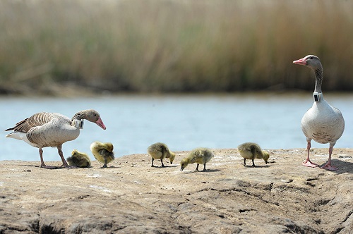 97622��������Ʒ��,����Ұ������׷��,��������׷����,����׷����