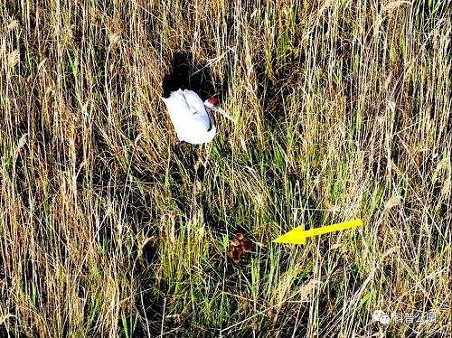 97622��������Ʒ��,����Ұ������׷��,��������׷����,����׷����