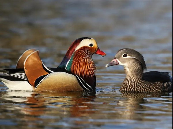 97622��������Ʒ��,����Ұ������׷��,��������׷����,����׷����