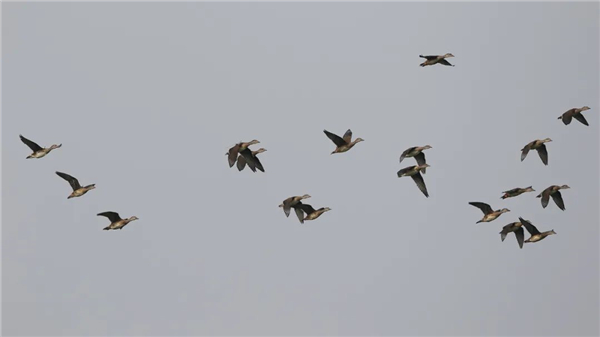 97622��������Ʒ��,����Ұ������׷��,��������׷����,����׷����