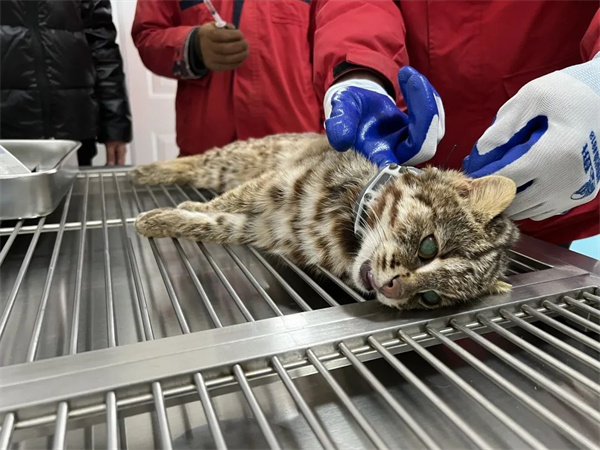 97622��������Ʒ��,����Ұ������׷��,��������׷����,����׷����