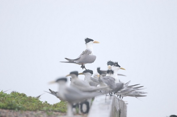 97622��������Ʒ��,����Ұ������׷��,��������׷����,����׷����