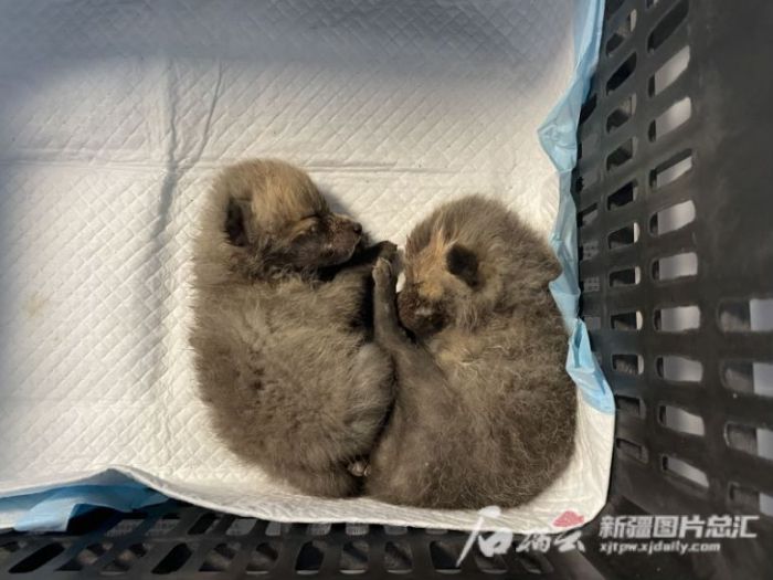 97622��������Ʒ��,����Ұ������׷��,��������׷����,����׷����