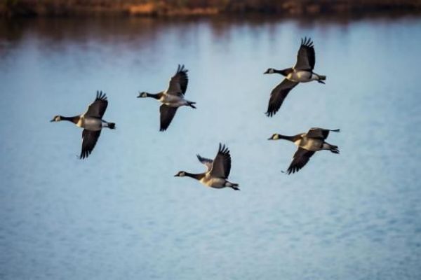 97622��������Ʒ��,����Ұ������׷��,��������׷����,����׷����