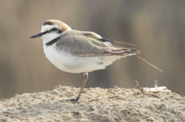 97622��������Ʒ��,����Ұ������׷��,��������׷����,����׷����