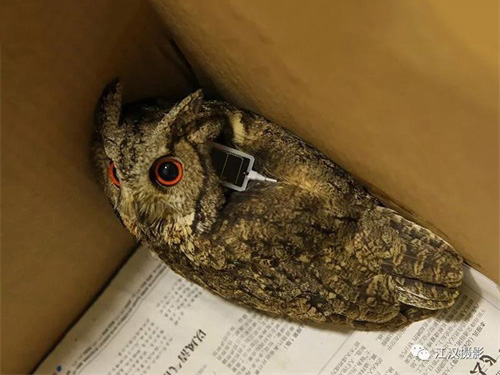 2018��2���ػ�������^�ŷ�