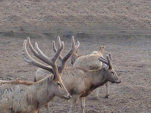 2016��3�¶�ͥ��¹Ұ��