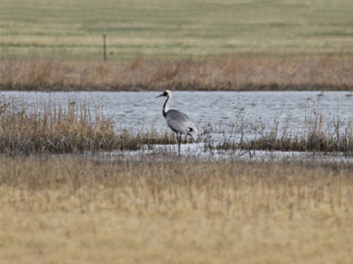 2016��1�����������ɺ׻ع���Ȼ