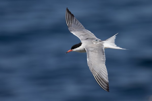 97622��������Ʒ��Я�ְ¶Ű���о�����׷ͨ����Ÿ