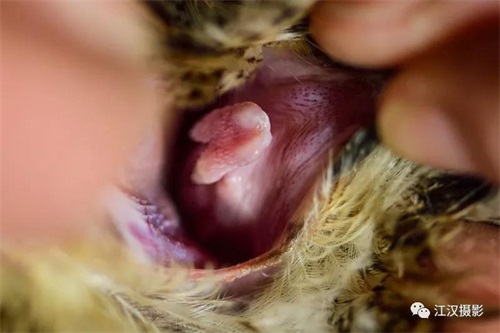 97622��������Ʒ��,����Ұ������׷��,��������׷����,����׷����