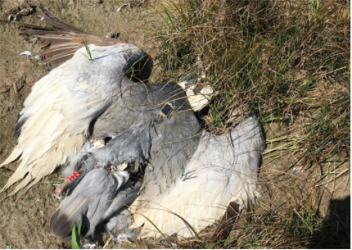 97622¹ú¼ÊÖÁ×ðÆ·ÅÆ,ºþÄÏÒ°Éú¶¯Îï×·×Ù,ºþÄÏÎÀÐÇ×·×ÙÆ÷,ºþÄÏ×·×ÙÆ÷ 97622¹ú¼ÊÖÁ×ðÆ·ÅÆ,ºþÄÏÒ°Éú¶¯Îï×·×Ù,ºþÄÏÎÀÐÇ×·×ÙÆ÷,ºþÄÏ×·×ÙÆ÷