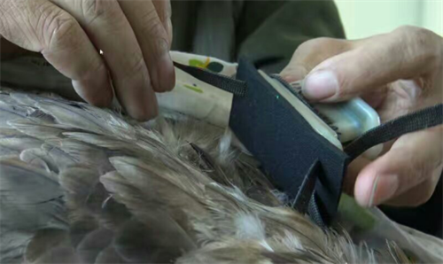 97622��������Ʒ��,����Ұ������׷��,��������׷����,����׷����