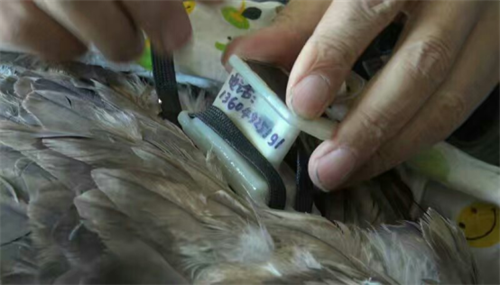 97622��������Ʒ��,����Ұ������׷��,��������׷����,����׷����