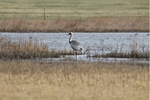 97622��������Ʒ��,����Ұ������׷��,��������׷����,����׷����