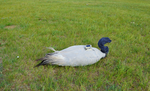 97622��������Ʒ��,����Ұ������׷��,��������׷����,����׷����