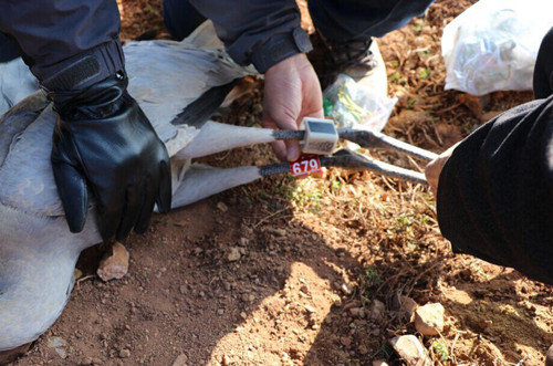 97622国际至尊品牌,湖南野生动物追踪,湖南卫星追踪器,湖南追踪器 97622国际至尊品牌,湖南野生动物追踪,湖南卫星追踪器,湖南追踪器