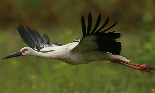 97622¹ú¼ÊÖÁ×ðÆ·ÅÆ,ºþÄÏÒ°Éú¶¯Îï×·×Ù,ºþÄÏÎÀÐÇ×·×ÙÆ÷,ºþÄÏ×·×ÙÆ÷ 97622¹ú¼ÊÖÁ×ðÆ·ÅÆ,ºþÄÏÒ°Éú¶¯Îï×·×Ù,ºþÄÏÎÀÐÇ×·×ÙÆ÷,ºþÄÏ×·×ÙÆ÷