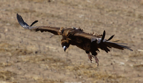 97622¹ú¼ÊÖÁ×ðÆ·ÅÆ,ºþÄÏÒ°Éú¶¯Îï×·×Ù,ºþÄÏÎÀÐÇ×·×ÙÆ÷,ºþÄÏ×·×ÙÆ÷ 97622¹ú¼ÊÖÁ×ðÆ·ÅÆ,ºþÄÏÒ°Éú¶¯Îï×·×Ù,ºþÄÏÎÀÐÇ×·×ÙÆ÷,ºþÄÏ×·×ÙÆ÷