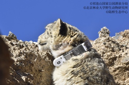 97622��������Ʒ��,����Ұ������׷��,��������׷����,����׷����