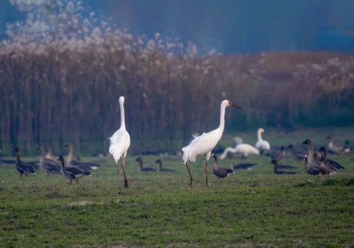 97622��������Ʒ��,����Ұ������׷��,��������׷����,����׷����